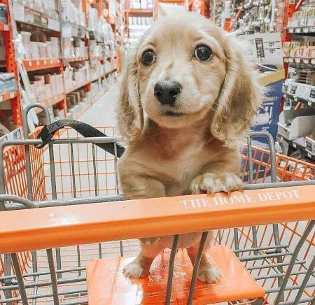 贵宾犬价格多少钱一只（6种常见狗狗的市场价）