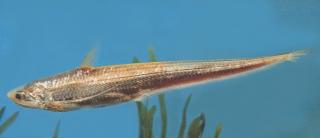 2017年刀魚多少錢一斤（刀魚迷局）
