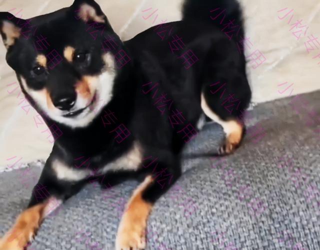 狗狗化验一次要多少钱（上海）