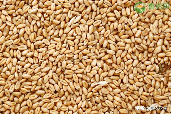小麦胚芽价格（2021清明节过后小麦价格会涨吗）