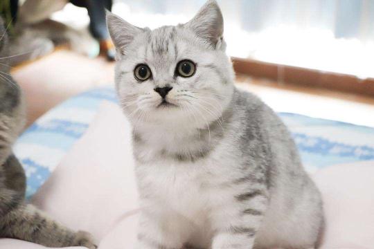 英短猫价格(银渐层的价格)