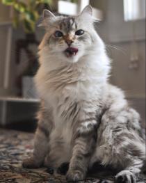 给猫洗澡要多少钱一个（这几种猫）