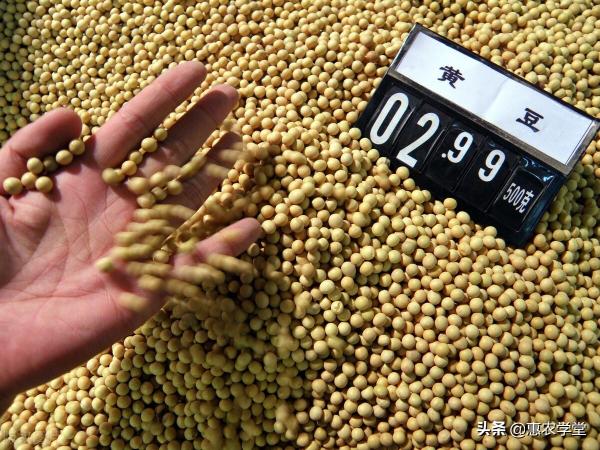 黑龙江大豆价格（现在大豆价格多少钱一斤）