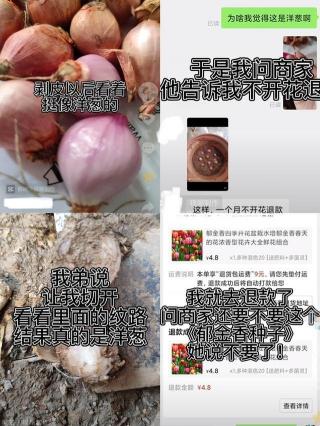 藏紅花種子多少錢一斤（郁金香種出洋蔥球）