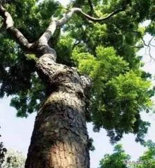 黄花梨的价格（黄花梨10年身价过亿）