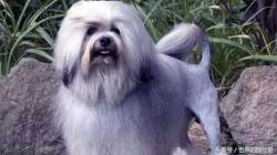 比特犬价格（五种很贵的狗狗）