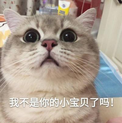 英国短毛猫价格（养猫）