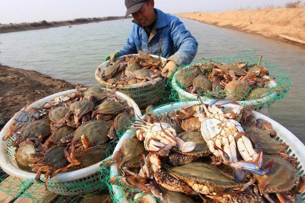 鲫鱼市场价多少钱一斤（梭子蟹大跌10元）