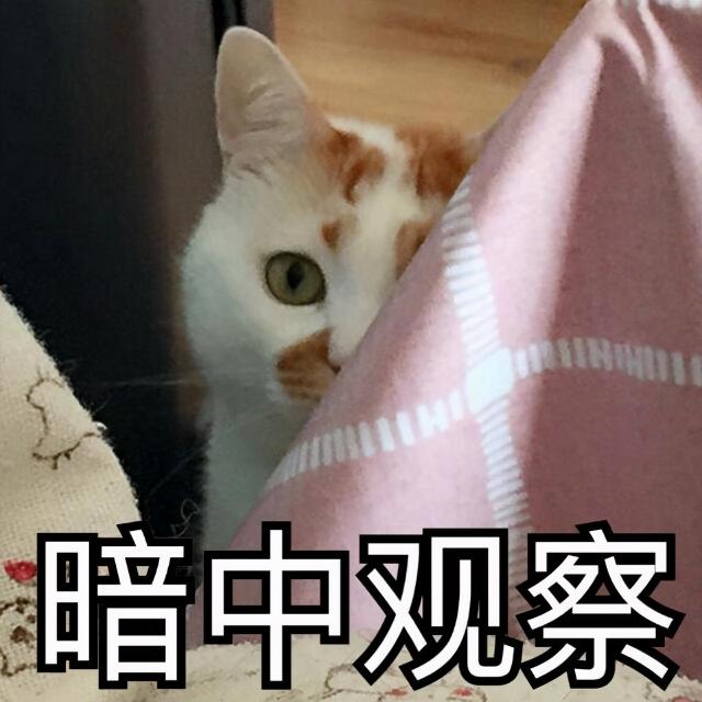 加拿大无猫毛价格多少（穷人）