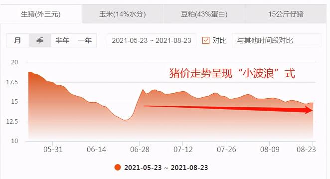 15公斤仔豬價格今天（8月23日15公斤仔豬價格）