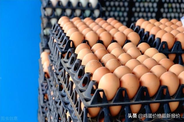 中国鸡蛋价格信息网（明天鸡蛋价格早知道）