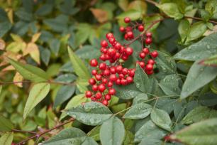 野胡萝卜子多少钱一斤（农村常见5种植物）