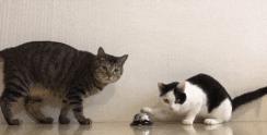 蓝猫的价格（养猫）
