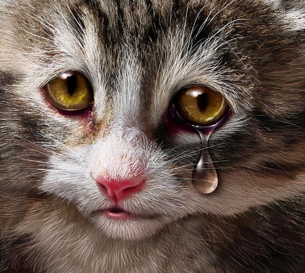 猫咪火化收费价格表（猫咪死后不能埋）