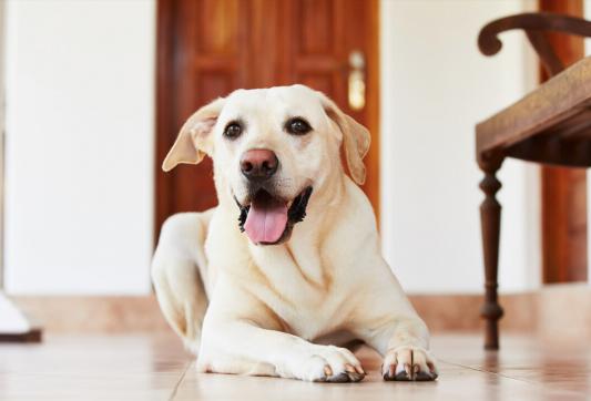 布拉拉多犬多少钱一条（拉布拉多怎么养）