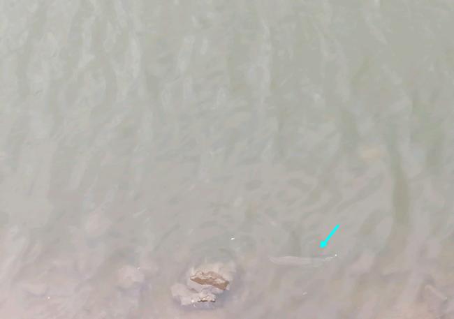 银龙鱼价格（韶关钓鱼人河道钓鱼发现银龙）