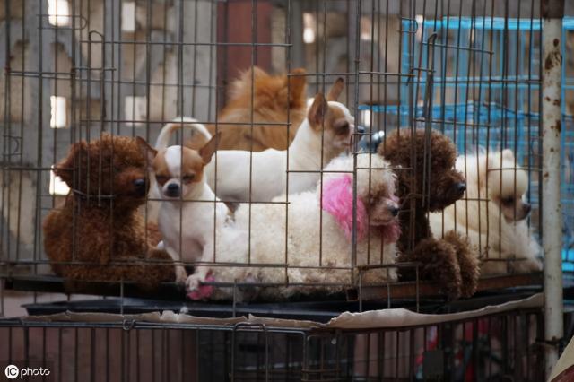 贵宾犬价格（2021）