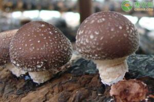 香菇價格(2020香菇價格多少錢一斤)
