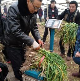 蒜苗多少錢一斤2017（馬上過年了）