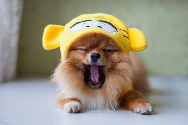 博美犬价格(博美犬)