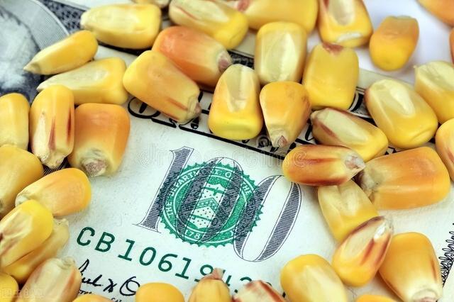 玉米市场价多少钱一斤（玉米价格越涨越高）