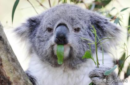 宠物考拉多少钱一只（太难了）