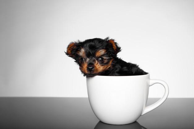 茶杯犬的价格（用命换钱的）