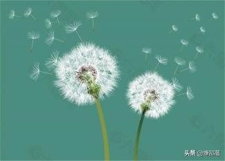 蒲公英根茶多少钱一斤（农村人称其）