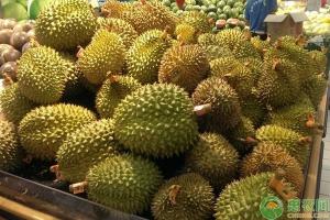 西双版纳榴莲多少钱（现在榴莲价格多少钱一斤）