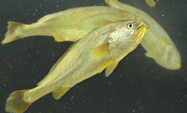 黃魚價格（浙江漁民捕到一條7斤野生大黃魚）