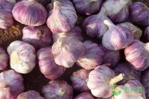 大蒜的最新价格（2020大蒜保守价格多少钱一斤）