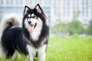 柯基的價格（如何在價格上挑選）