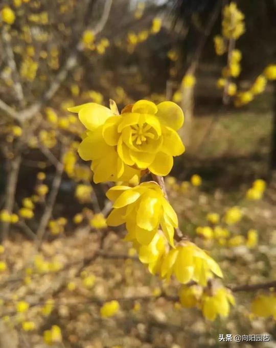 腊梅苗价格（家里养插花）