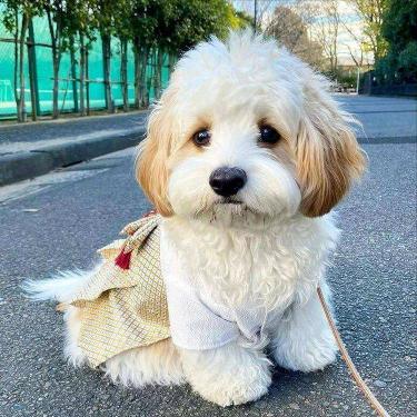 北京比熊犬价格（为什么）