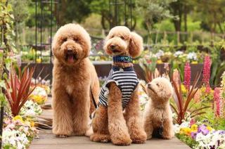 巨型贵宾犬价格（养狗）