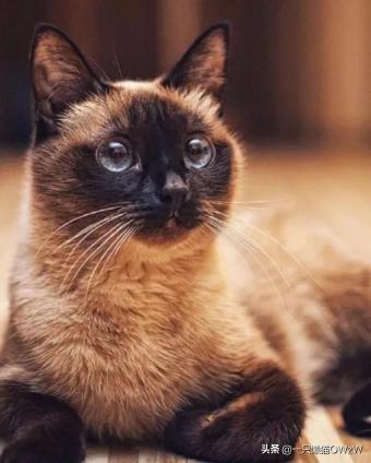 猫咪的价格及品种排行（2022年最热门的五种猫）