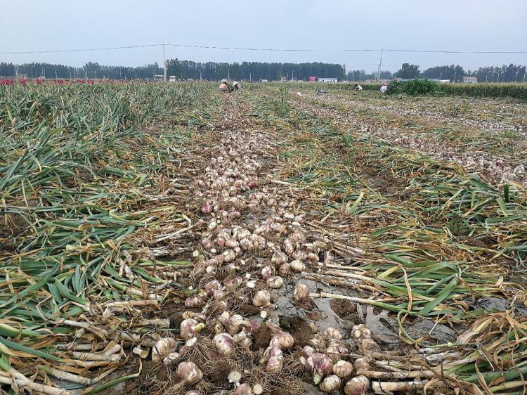 蒜苔价格（杞县蒜区蒜苔绝收）