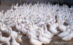 养鸭大棚价格（肉鸭养殖大棚建设多少钱）