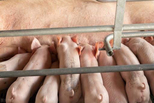 活肉牛价格多少钱一斤（价格调整信息）