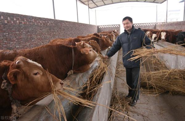 肉牛价格最新行情（牛羊价格降至74元）