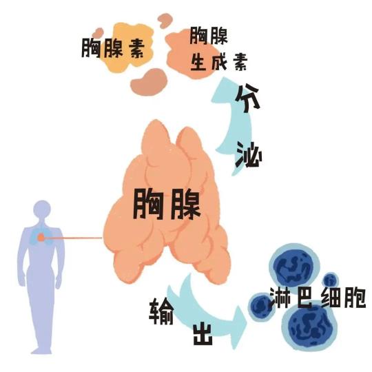 进口胸腺肽日达仙价格（肿瘤患者如何提升免疫）