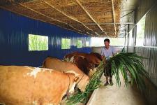 养殖牛草料价格（种草养牛已淘汰）