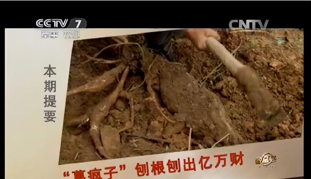 葛根的价格（江西男子投资金矿倾家荡产）