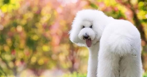 巨型贵宾犬价格（巨型贵宾犬的6个缺点）