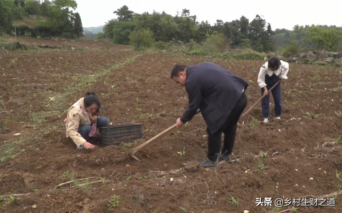 魔芋价格多少钱一斤（种魔芋有奇招）