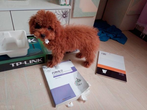 银狐犬价格（这几种小型犬从不拆家）