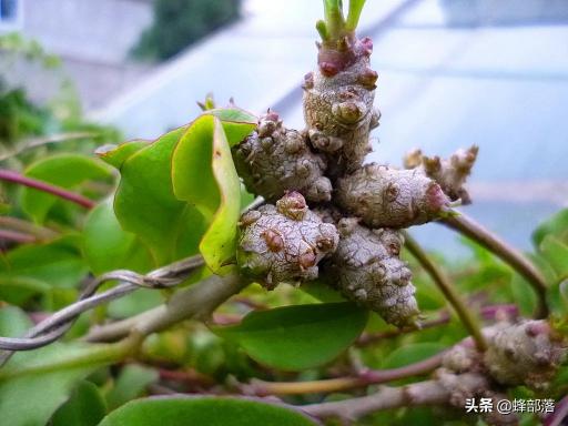 藤三七销售价格（被误认为是中药材三七）