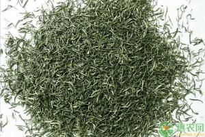 绿茶价格（采茶季来临）