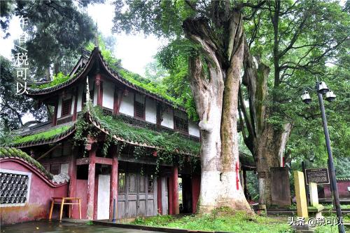 桢楠树价格（两棵1500多岁的桢楠）