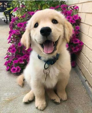 金毛幼犬价格（为什么说养金毛）